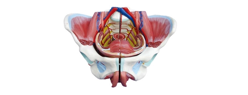 女性骨盆附生殖器官与血管神经模型